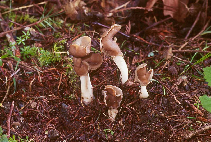 Helvella compressa